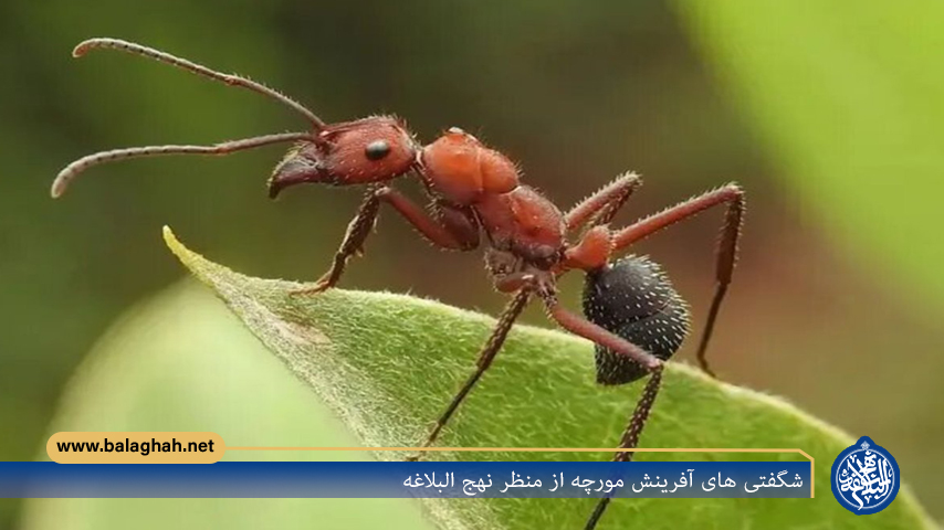 شگفتی های آفرینش مورچه از منظر نهج البلاغه